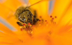 yellow flowers, bees, insect, macro, pollen, flowers