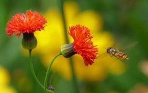 flowers, macro, insect, orange flowers, plants, bees