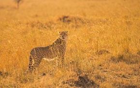 animals, savannah, cheetah