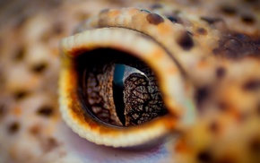 animals, eyes, macro