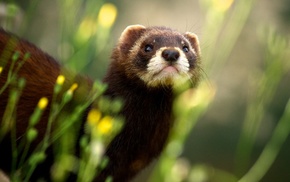 ferret, depth of field, animals