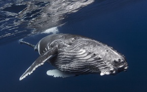 humpback whale, whale, underwater