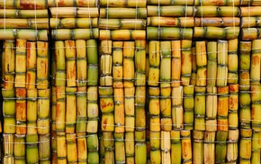 bamboo, wood