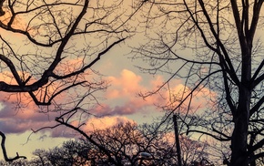 sky, branch, photography