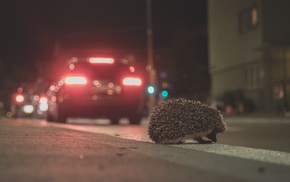 hedgehog, animals, urban