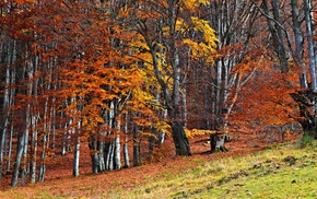 trees, plants