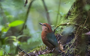 birds, animals