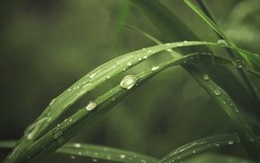 macro, water drops, plants