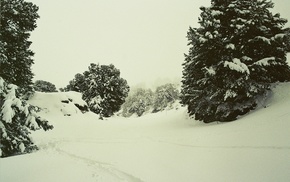 trees, landscape, winter