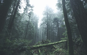 forest, trees, mist