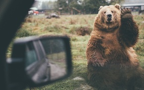 humor, bears