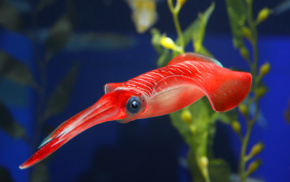squids, animals, closeup, underwater