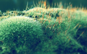 moss, plants, nature, macro