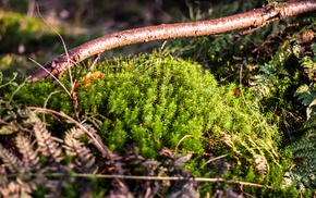 moss, nature, forest