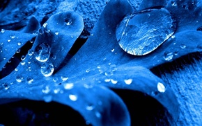 blue, water drops, photo manipulation, leaves, photography