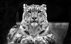 animals, selective coloring