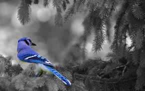 animals, selective coloring, birds, blue jays