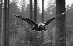 selective coloring, animals, owl