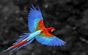 parrot, animals, selective coloring