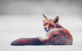 simple background, fox