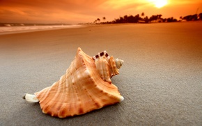 sand, sea, seashells, waves, beach, sunset
