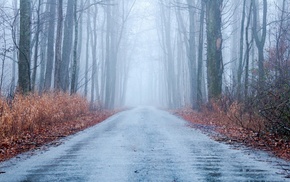 road, forest