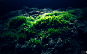 green, moss, macro, photography