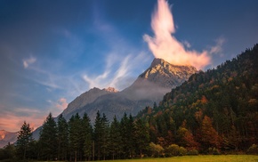 forest, sky