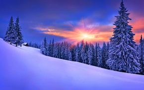 snow, pine trees, winter, landscape, forest