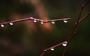nature, water drops, twigs, macro