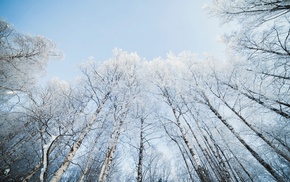 snow, nature, winter, trees