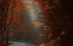 road, forest, fall, nature, sun rays, trees