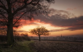 landscape, trees, nature