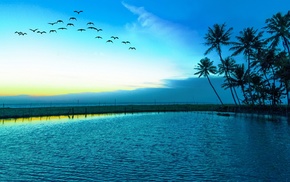 nature, palm trees, sea, lake, flying, birds