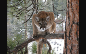 cougar