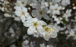 flowers, nature