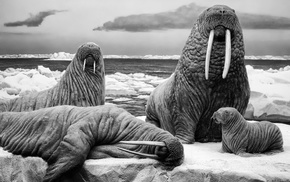 walruses, monochrome
