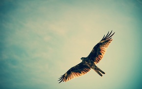 hawk animal, flying, hunting, birds, sky