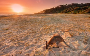 kangaroos, animals, sand, landscape, beach, Australia