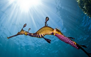 seahorses, animals, underwater, sunlight