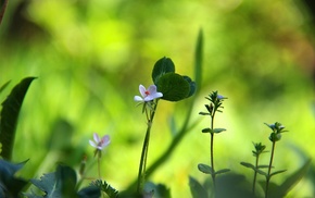 flowers