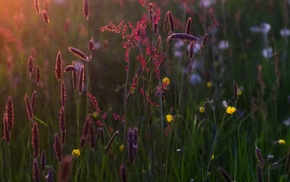 flowers, nature