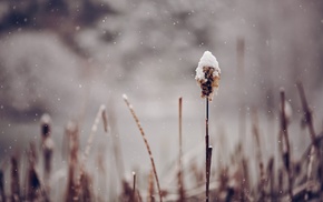 snow, plants, depth of field