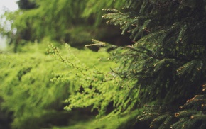 depth of field, plants, trees, nature
