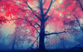 trees, mist, red leaves