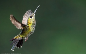 colibri bird, flying, hummingbirds, birds