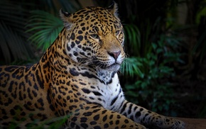 leopard animal, big cats, animals