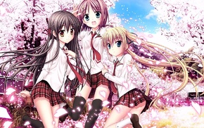 anime girls, Minato Miu, Sakura Sakimashita, anime, cherry blossom, Karasuma Miyako