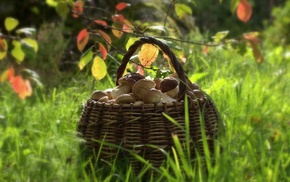 depth of field, baskets, food, grass, mushroom