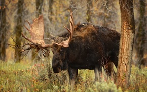 animals, moose